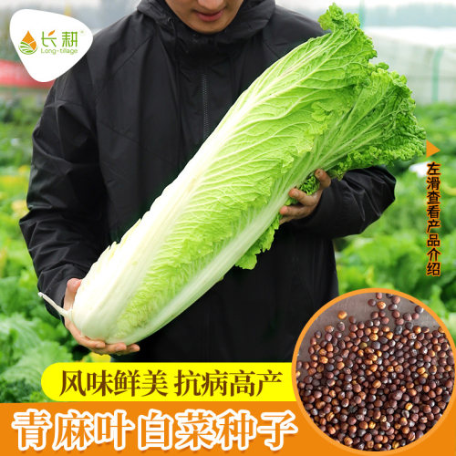 天津青麻叶大白菜种子高产四季播