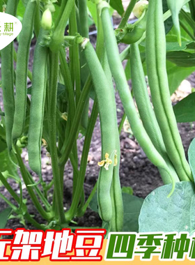 无架地豆种子苗高产不搭架豇豆豆角种孑春夏秋菜豆矮生四季豆种籽