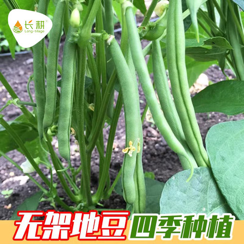 无架地豆种子苗高产不搭架豇豆