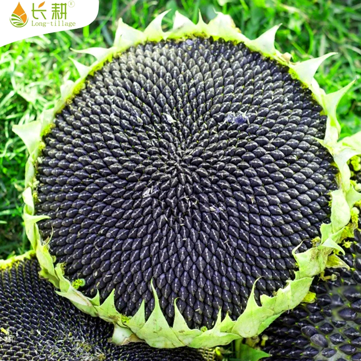 食用向日葵种孑高产大粒葵花种籽矮大头油葵种子春四季三道眉蔬菜