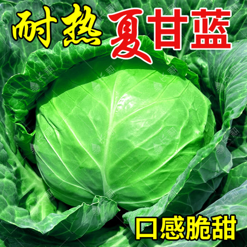 夏播夏阳甘蓝种子耐热大头菜种籽四季阳台盆栽蔬菜籽高产卷心菜孑