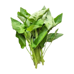 耐热大叶白杆空心菜种子春秋四季白骨通心菜种籽三叉雍菜蔬菜种孑