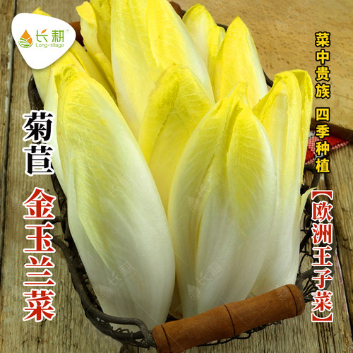 软化菊苣种子金玉兰菜种孑