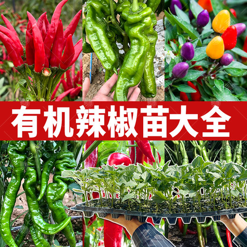 辣椒苗大全秧苗朝天椒种子大全