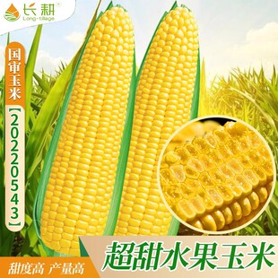 超甜水果玉米种子大全大田黄甜糯玉米种籽彩甜特大白玉米种孑四季