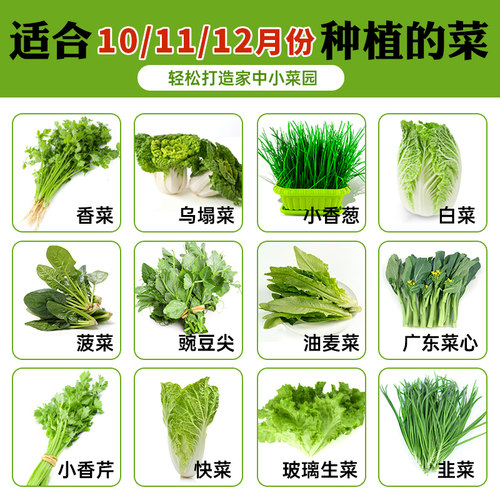 速生易种 抗病高产 发芽率高