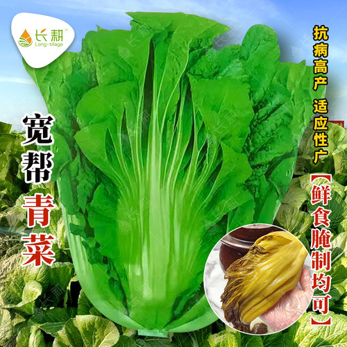 宽帮青菜种子春秋四季