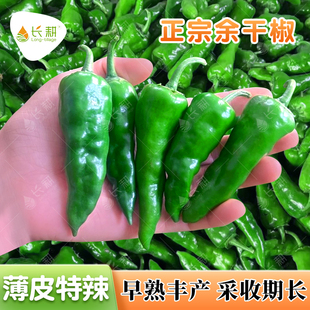 杂交江西余干椒种子薄皮香辣土辣椒种籽春秋四季阳台盆栽蔬菜种孑