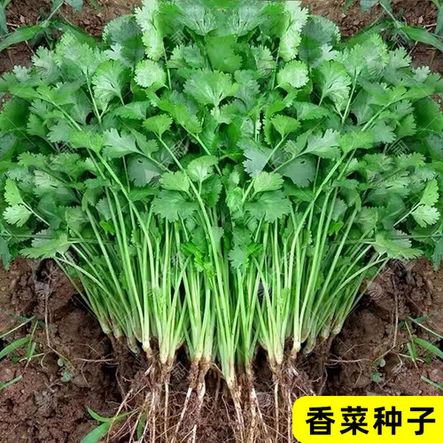 农家小叶香菜种子苗老品种