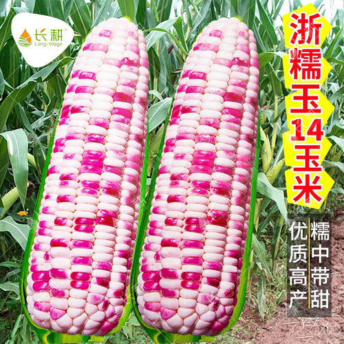 彩甜糯玉米种子彩糯五彩玉米种籽