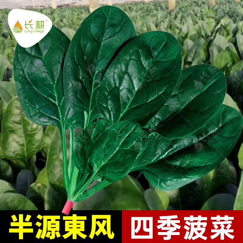 长耕半源东风菠菜种子大全杂交菠菜种籽春秋四季阳台耐寒蔬菜种孑