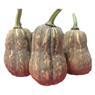 蜜香南瓜种子密本贝贝板栗味高产