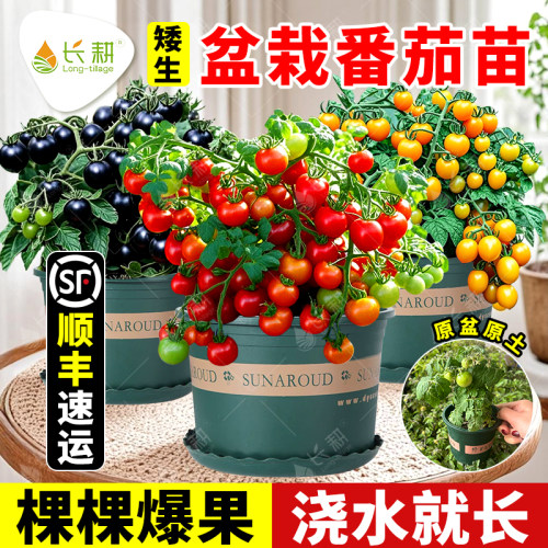 盆栽矮生番茄苗秧水果樱桃小西红柿苗子种春秋四季阳台黄黑蔬菜孑