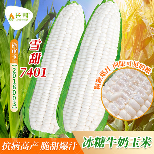 雪甜7401爆汁牛奶玉米种子微玉白水果苞米种籽春秋大田超甜可鲜食