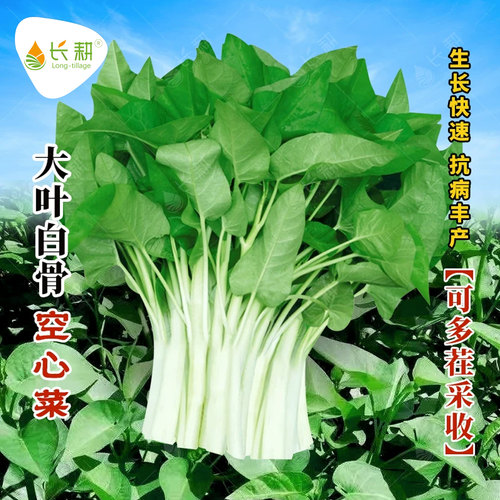 耐热大叶白杆空心菜种子春秋四季白骨通心菜种籽三叉雍菜蔬菜种孑