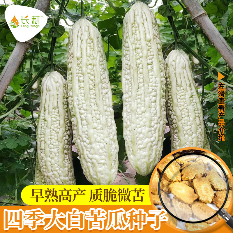 大白苦瓜种子长白苦瓜种籽高产春四季播阳台盆栽白玉苦瓜蔬菜种子
