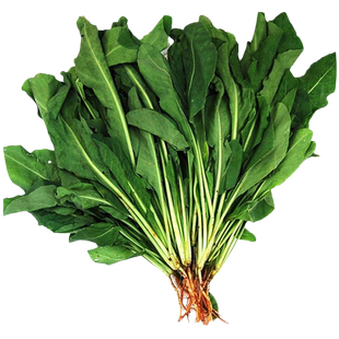 野生板蓝根种子种植苗春秋冬四季阳台盆栽药草药材种籽大青叶种孑