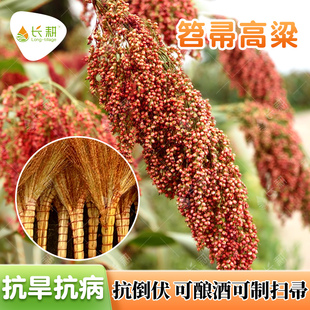 笤帚高粱种子扫把专用高粱种籽东北粮食晋粮五谷杂粮酿酒蔬菜种孑