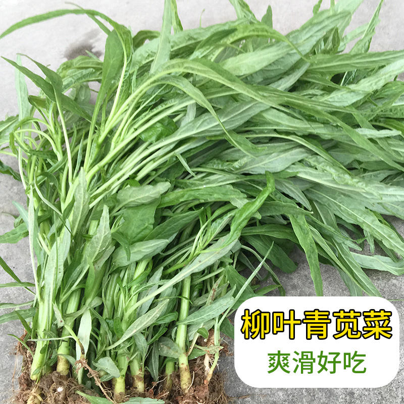 柳叶青苋菜种子绿笕菜汗汉菜种籽春夏季农家蔬菜野菜青菜种孑四季-封面