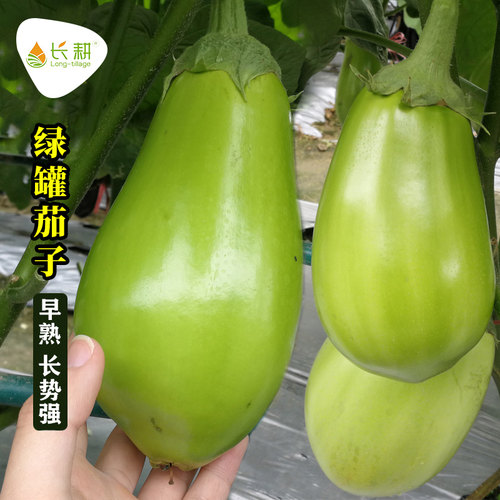 蔬菜台湾水果春季青茄子