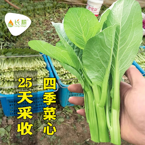 广东四九菜心种子抗热菜苔四季播