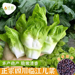 高产临江儿菜种子抱子芥菜种籽春秋四季阳台盆栽背儿娃娃菜蔬菜孑