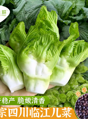 高产临江儿菜种子抱子芥菜种籽春秋四季阳台盆栽背儿娃娃菜蔬菜孑