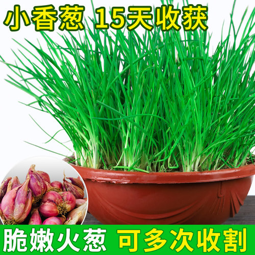四季小香葱葱种子香葱苗火葱四季种苗红葱头阳台盆栽蔬菜小葱种籽 - 封面