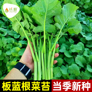 四季板蓝根青菜苔种子菜薹种籽春夏秋播高产特菜板蓝根苔蔬菜种孑