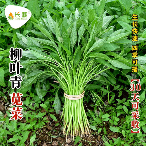 柳叶青苋菜种子细叶苋菜