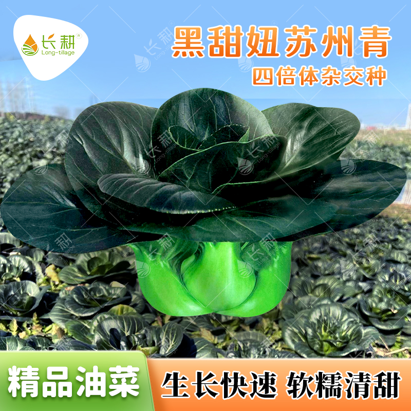 黑甜妞苏州青种子杂交黑叶苏州青菜种籽春秋四季阳台油菜蔬菜种孑