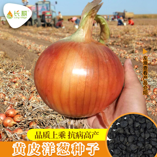 洋葱种子黄皮红皮圆葱种四季播