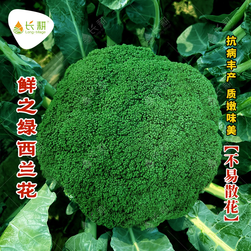 鲜之绿杂交西蓝花种子春秋播四季阳台盆栽绿花菜种孑高产西兰花孑