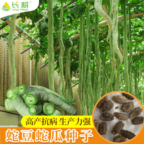 蛇豆种子特长蛇瓜种籽四季播蔬菜