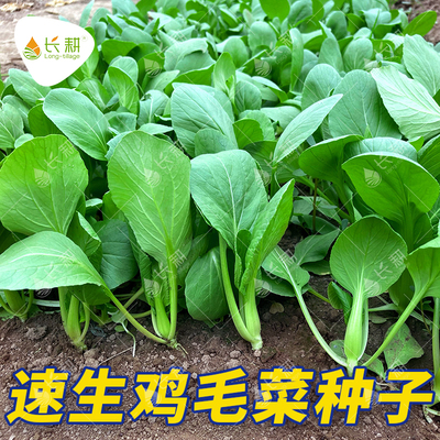 鸡毛菜种子速生上海青四季