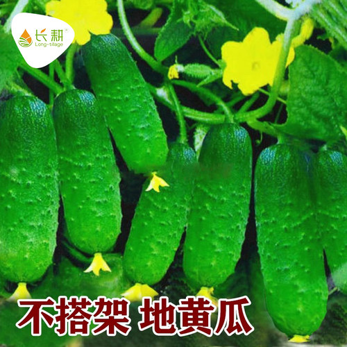 长耕满地爬水果黄瓜种子四季可种