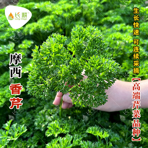欧芹种子卷叶小香芹种籽皱叶西餐料理食材四季香草苗芹菜盆栽