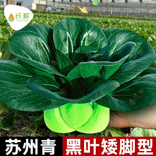 黑叶矮脚苏州青种籽上海青菜种子苗大全油菜春夏秋四季蔬菜孑软糯