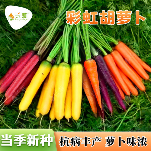 彩虹胡萝卜种子特色五彩水果萝卜种子春秋四季阳台胡萝卜蔬菜种孑