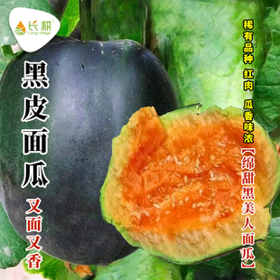 黑美人面瓜种籽老品种黑皮红瓤干面甜瓜种子春夏四季盆栽香瓜种孑