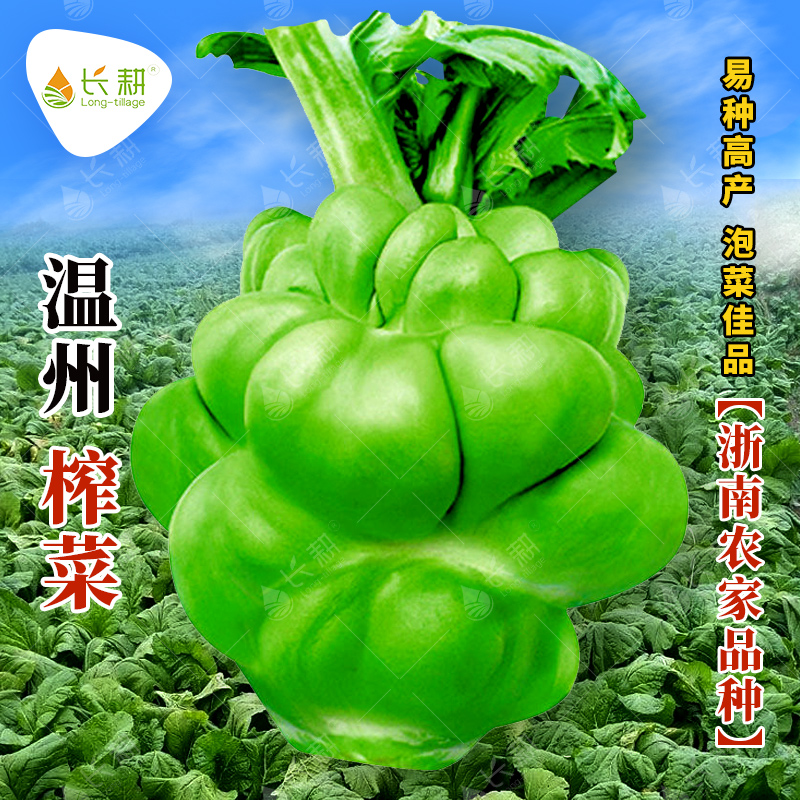 温州榨菜种子脆嫩肥厚大头泡菜种籽四季高产咸菜疙瘩菜大田蔬菜孑