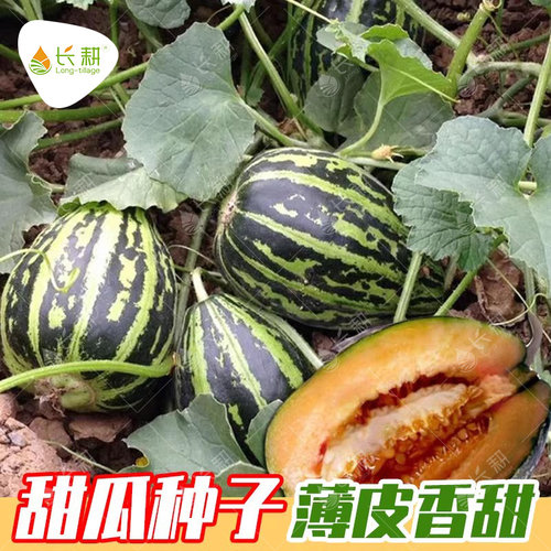 冰糖子甜瓜种子薄皮四季正品大田