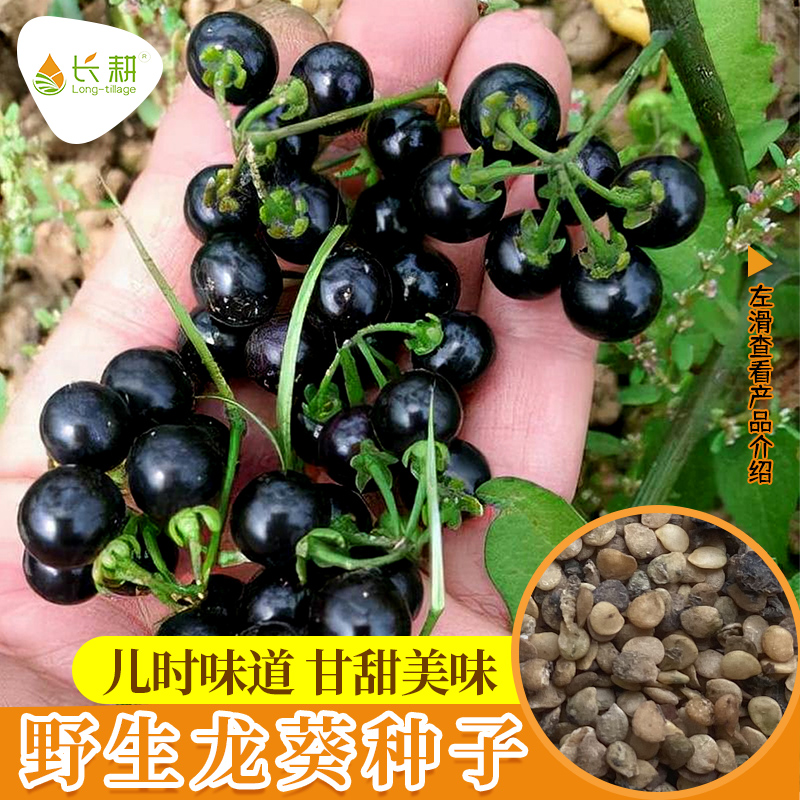 东北龙葵种子黑悠悠籽水果四季