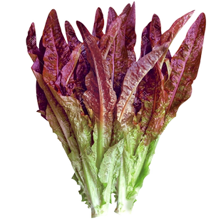 紫红油麦菜种子米香莜麦菜苦菜种籽春秋四季阳台盆栽莴苣蔬菜种孑