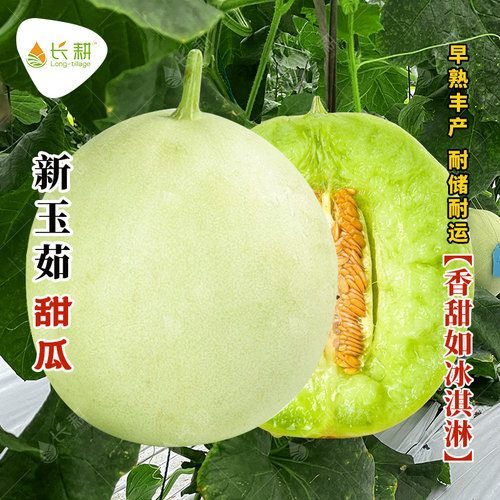 新玉菇甜瓜种子冰激凌甜瓜种籽春夏秋四季南方哈密瓜北方水果种孑