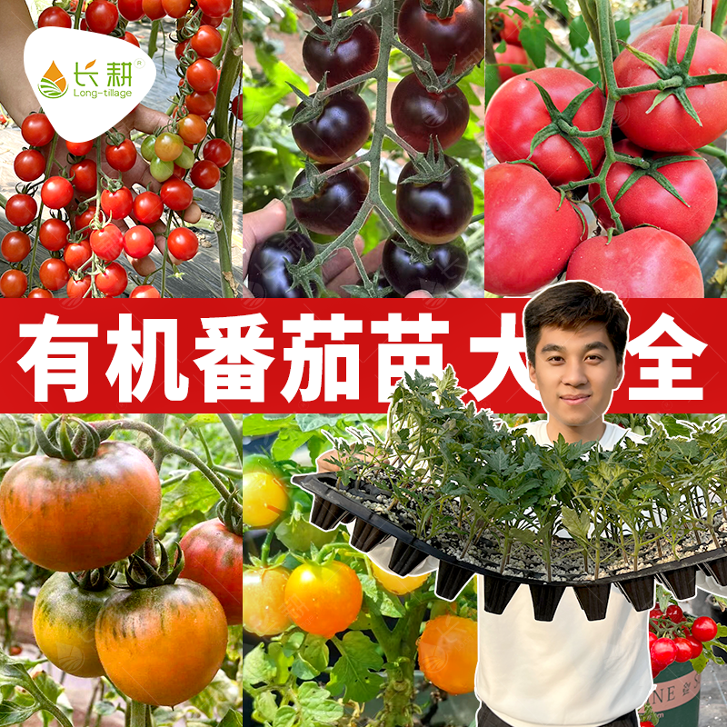 西红柿苗番茄苗四季高产