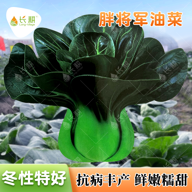 胖将军黑叶苏州青种子杂交青菜种籽春夏秋四季盆栽油菜青梗菜种孑