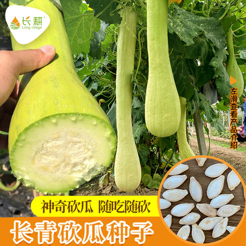 砍瓜种子种籽巨型菜瓜四季播