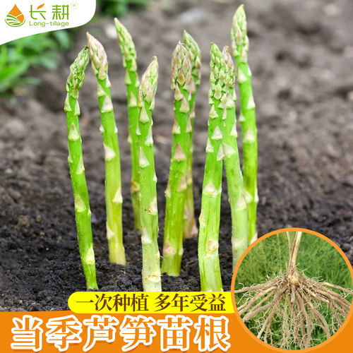 芦笋种籽苗根紫芦笋种植苗大全种子高产盆栽阳台春秋四季蔬菜种孑 - 封面