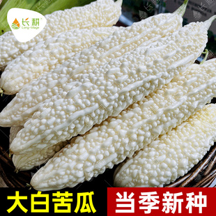 早熟大白苦瓜种子高产长白苦瓜种籽春秋四季特大杂交菜瓜蔬菜种孑